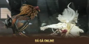 Cách Chơi Đá Gà GA28 Tại Go88 Từ A Đến Z Cho Người Mới