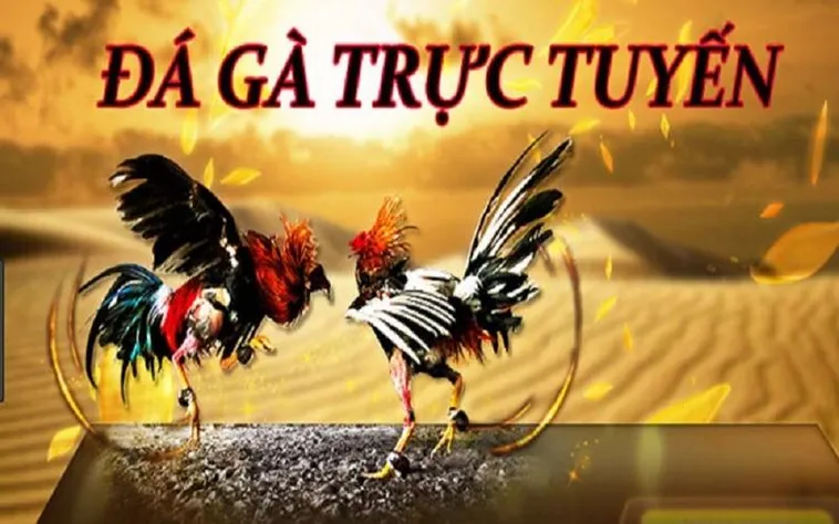 Khám phá Đá Gà Go88 trực tuyến chi tiết cho người chơi đam mê cược